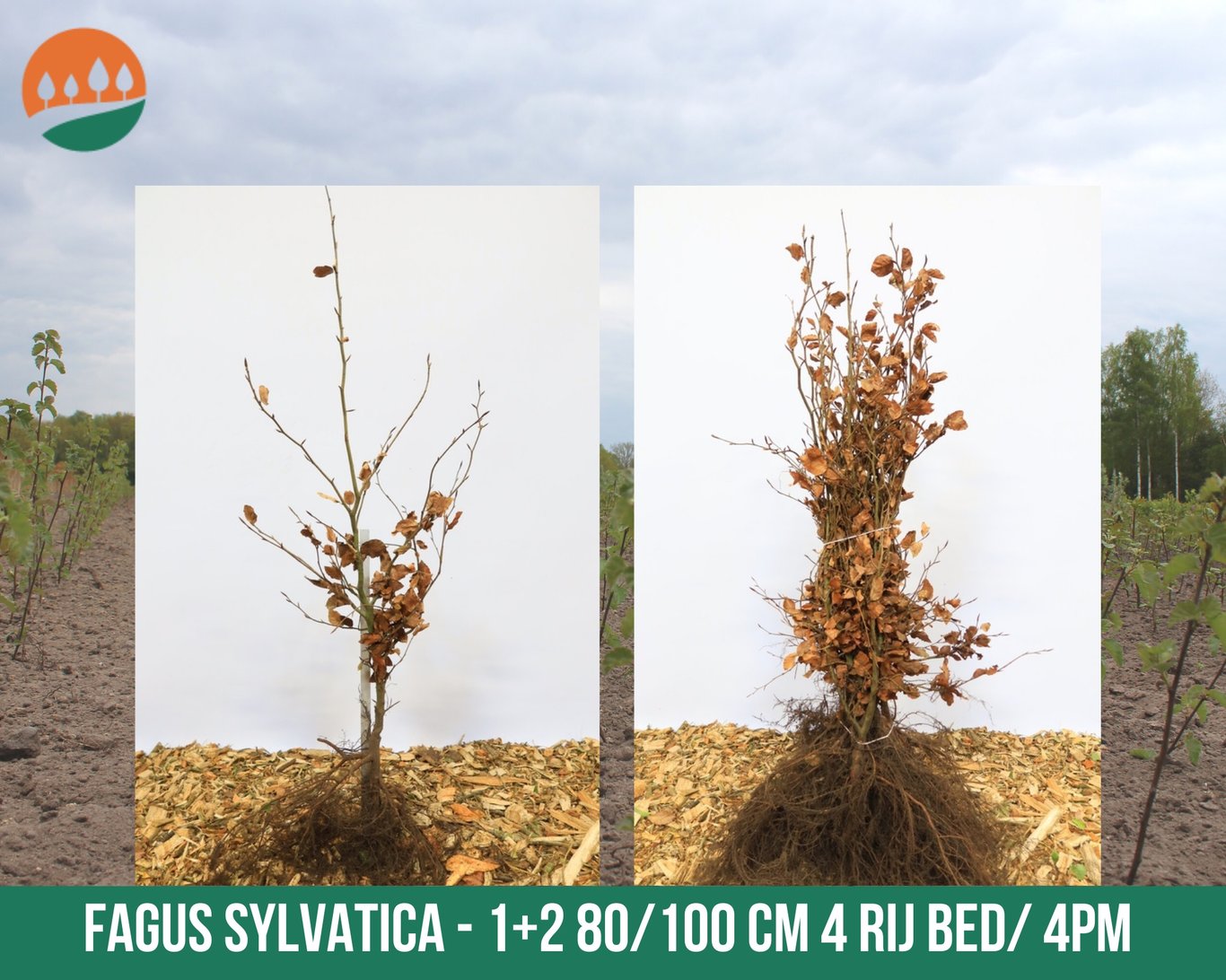 Fagus sylvatica - 80-100 CM bare root 1/2